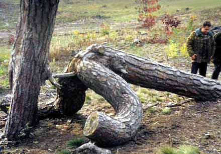 Albero che sembra montare un tronco caduto